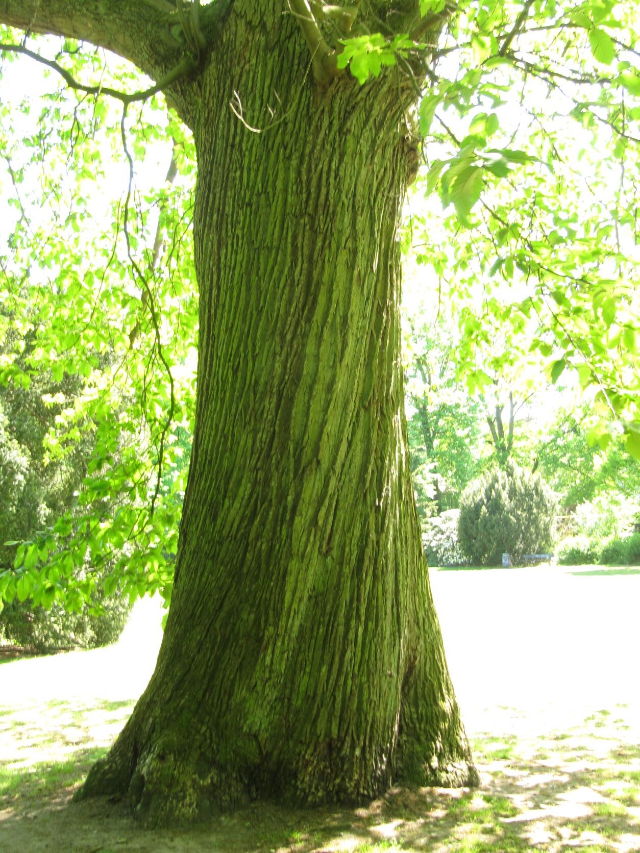 Castanea sativa - Baurs Park Hamburg - Mai 2022