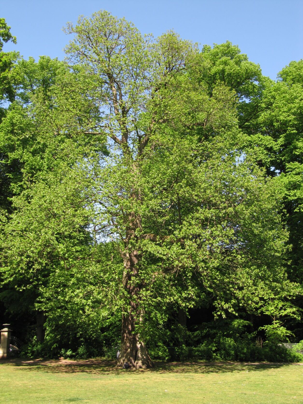 Castanea sativa - Baurs Park Hamburg - Mai 2022