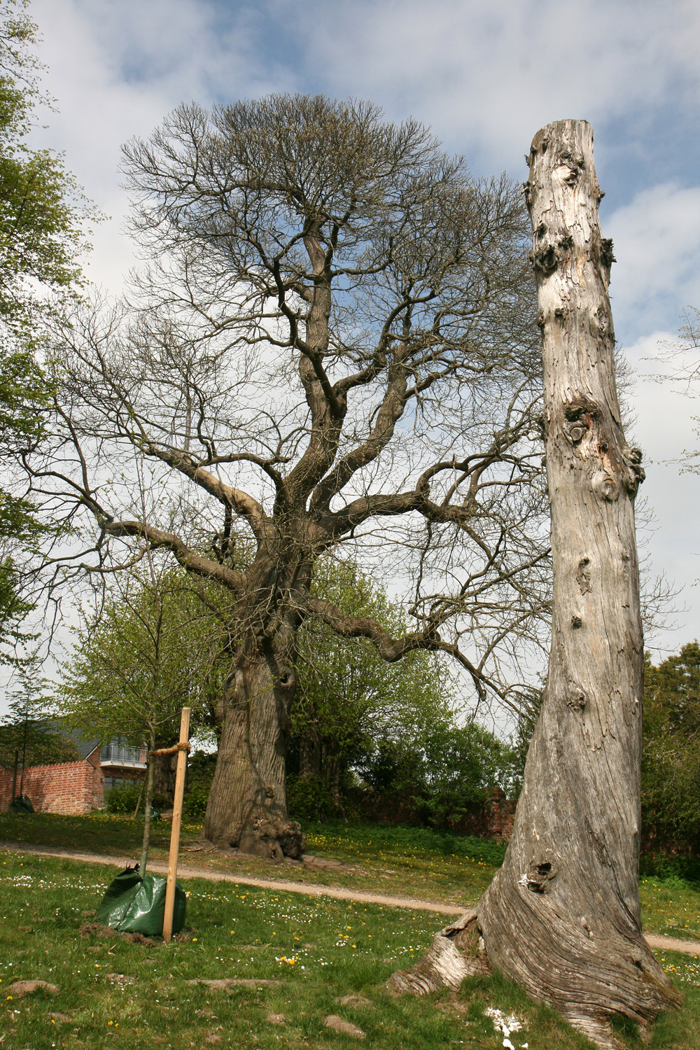 Castanea sativa, sowie Torso einer weiteren Edel-Kastanie - Bordesholm - Mai 2022