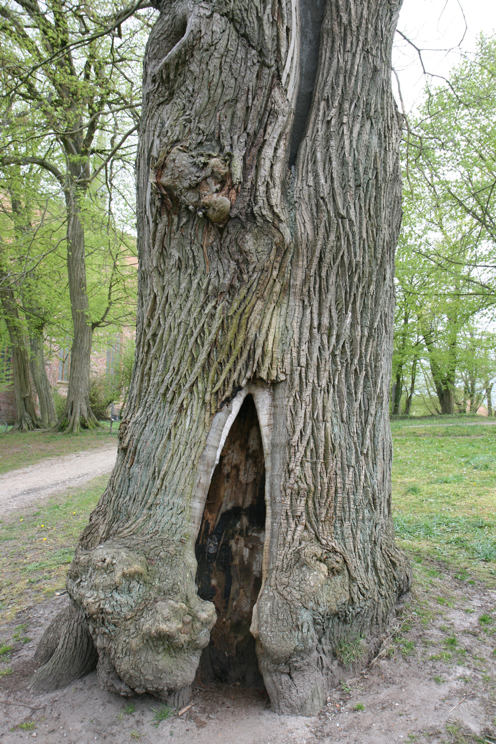Castanea sativa - Bordesholm - Mai 2022
