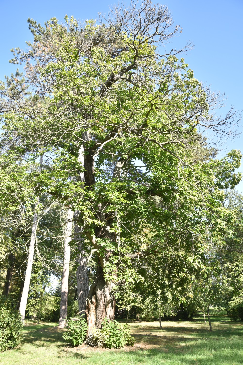 Castanea sativa - Luisium - September 2019