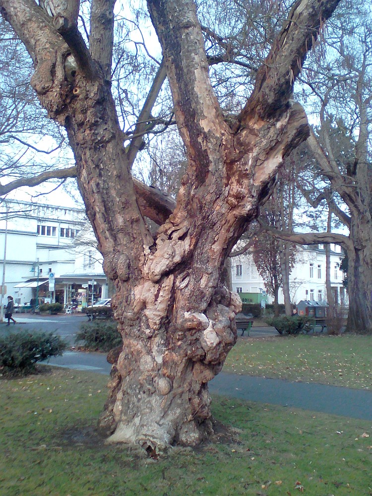 bignonioides Catalpa