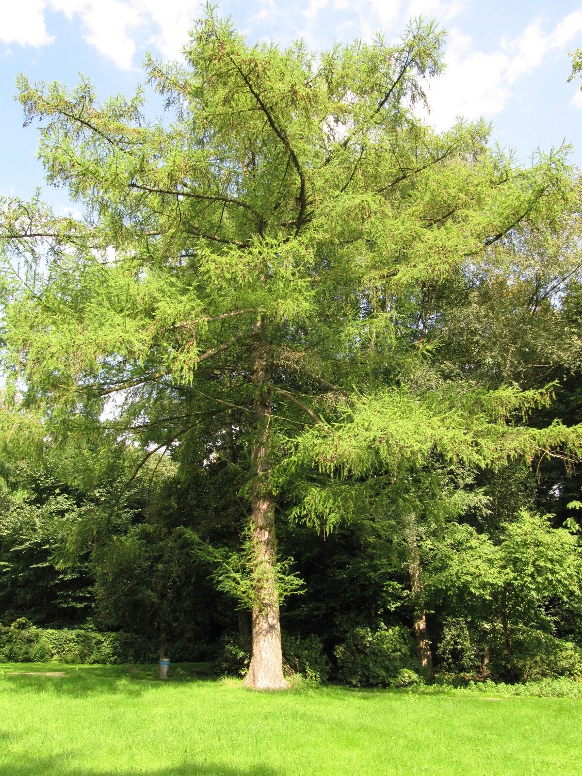 kaempferi Larix