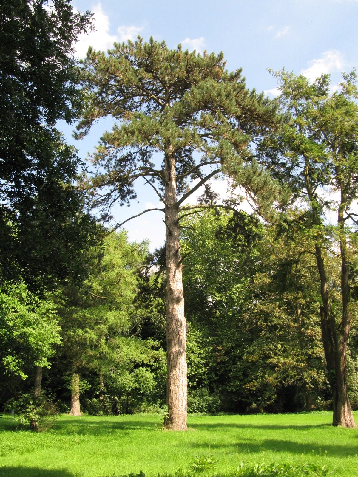 nigra Pinus subsp. laricio