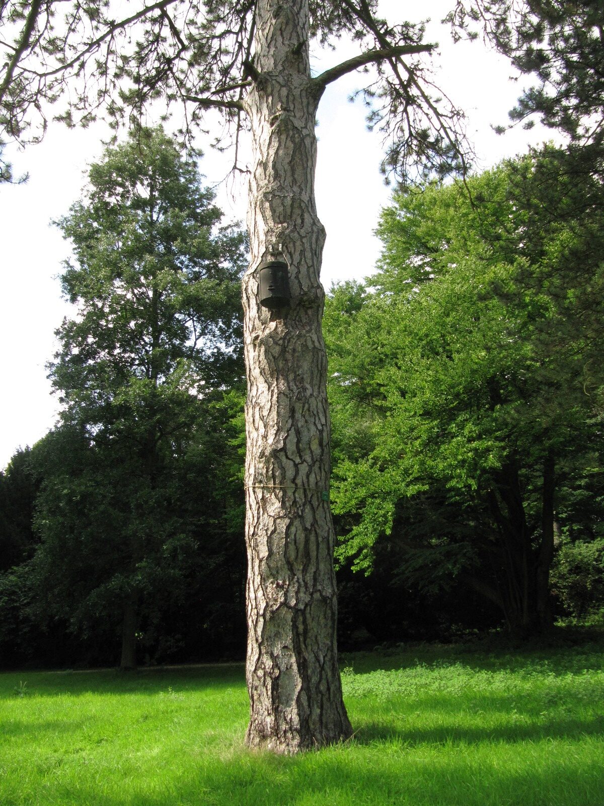 Pinus nigra var. laricio - Schlosspark Herten - April 2023