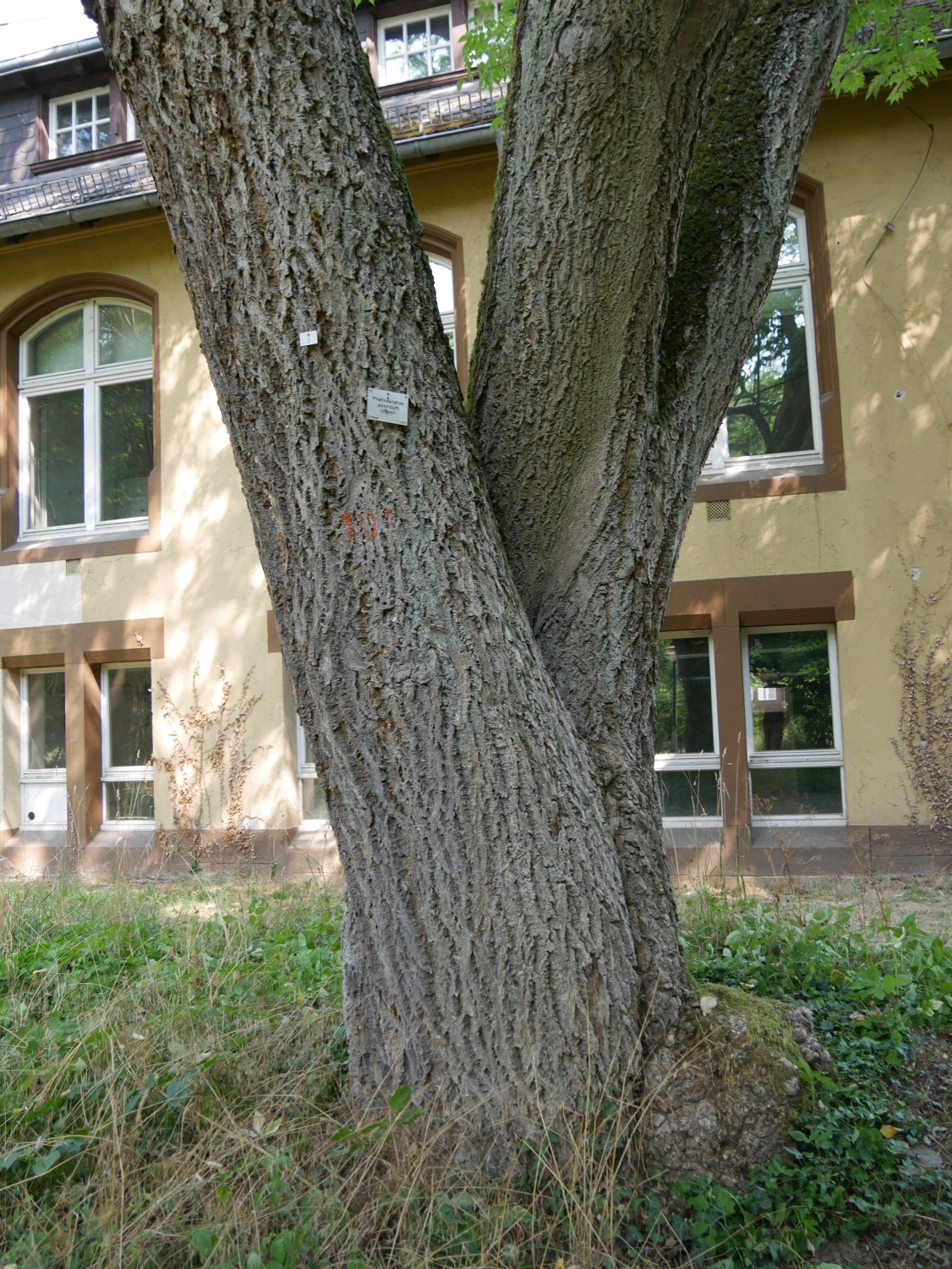Phellodendron japonicum - Marburg - 2020