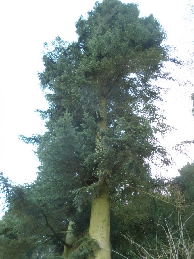 Abies homolepis - Aachen - 2017