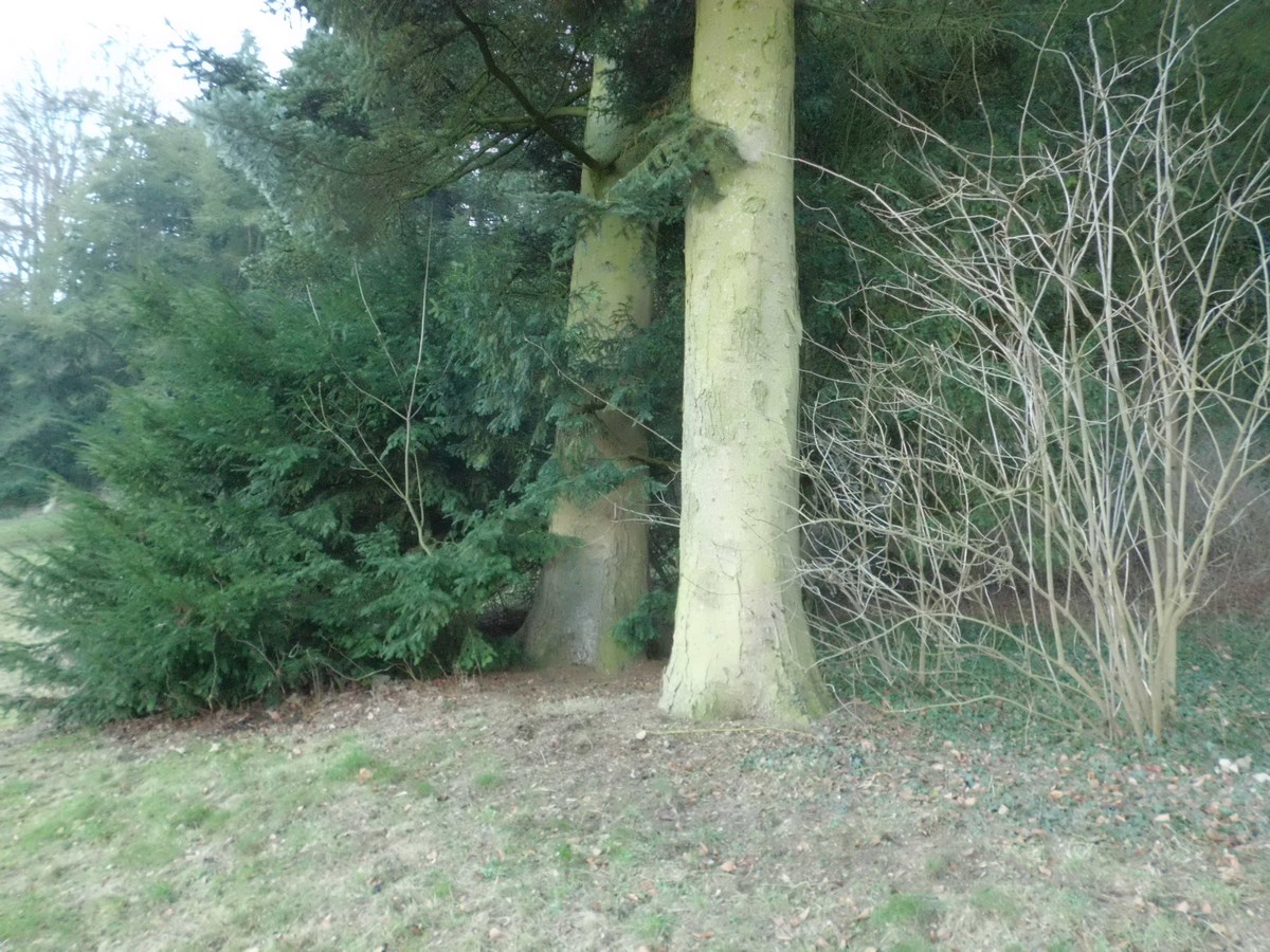 Abies homolepis - Aachen - 2017