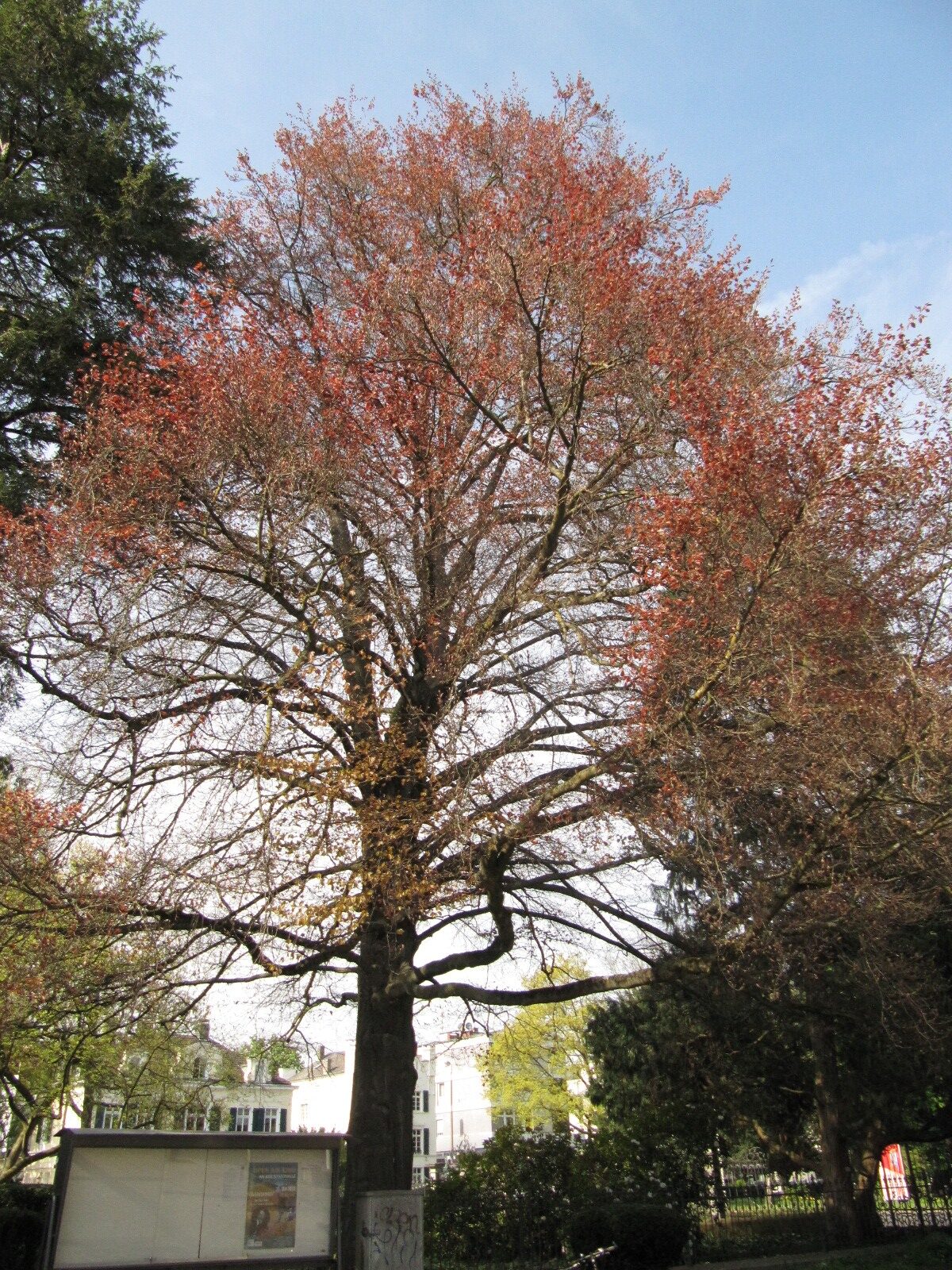 'Purpurea Tricolor' Fagus sylvatica