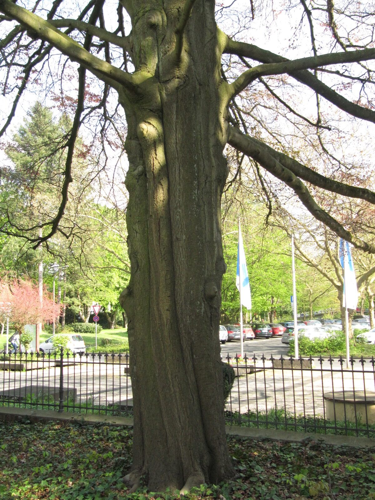 Fagus sylvatica 'Purpurea Tricolor' - Bad Godesberg - April 2023