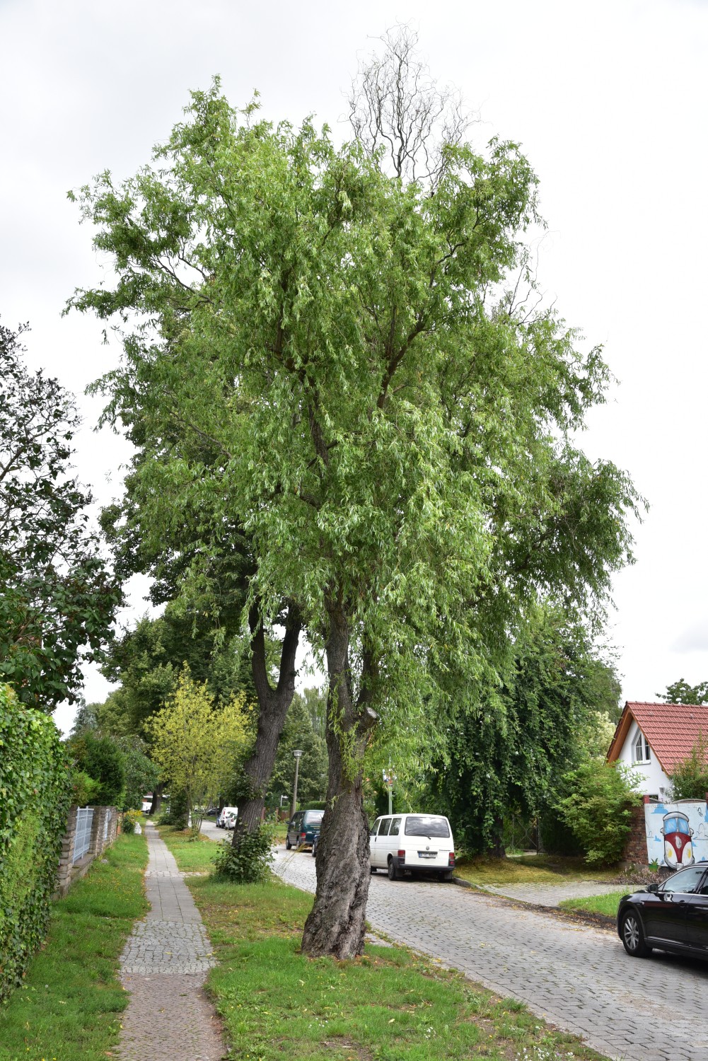 Salix matsudana 'Tortuosa' - Berlin Alt-Blankenburg- 2016