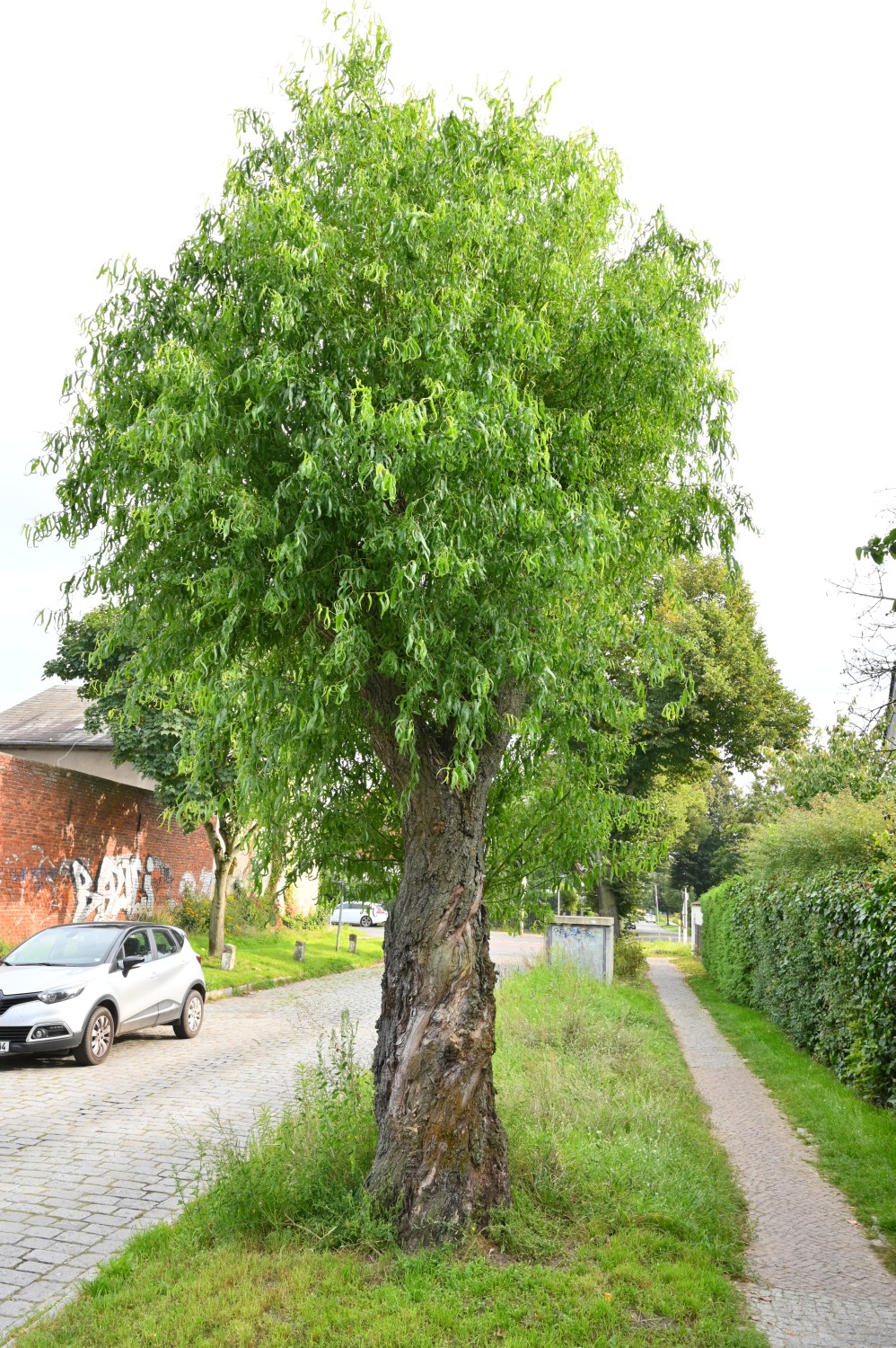 Salix matsudana 'Tortuosa' - Berlin Alt-Blankenburg- 2021