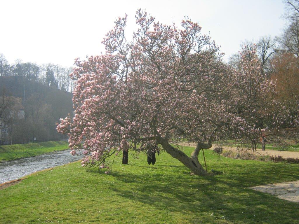 × soulangeana Magnolia