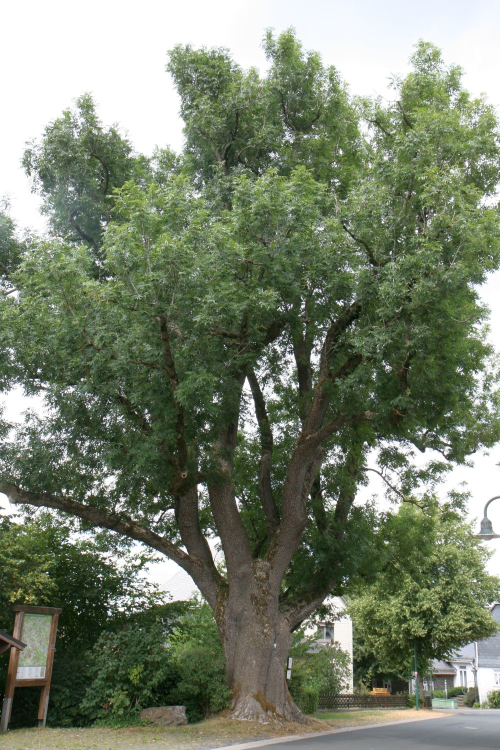 Gemeine Esche - Weissenberg - August 2020