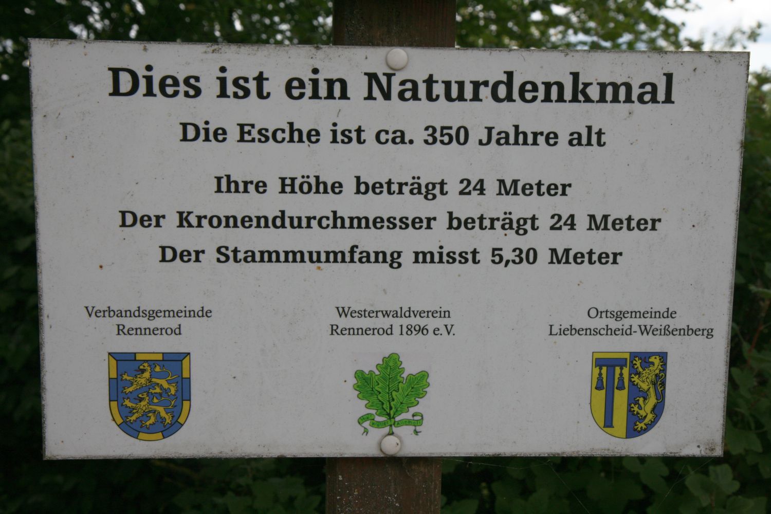 Gemeine Esche - Weissenberg - August 2020