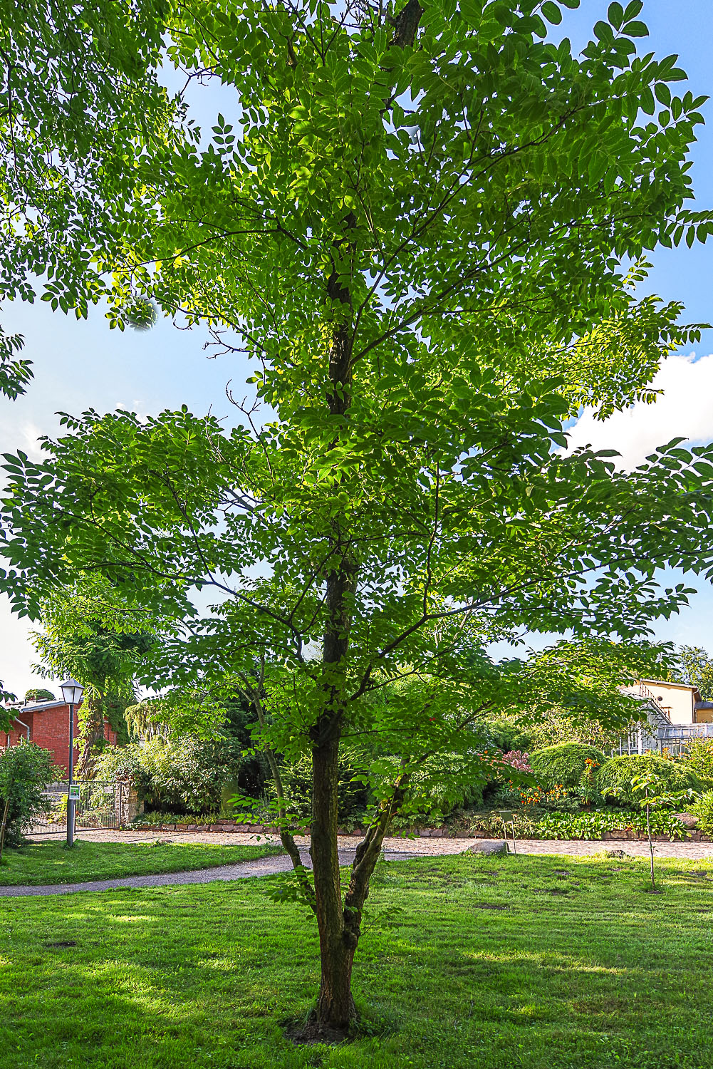 Phellodendron japonicum - Potsdam - Aug. 2023