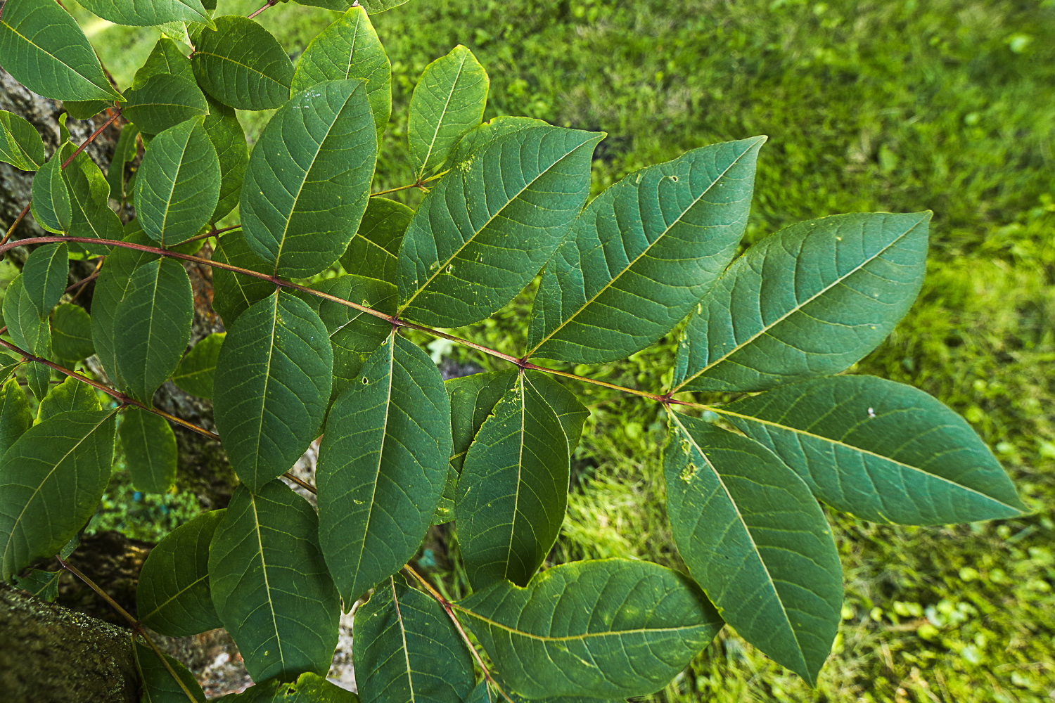 Phellodendron japonicum - Potsdam - Aug. 2023