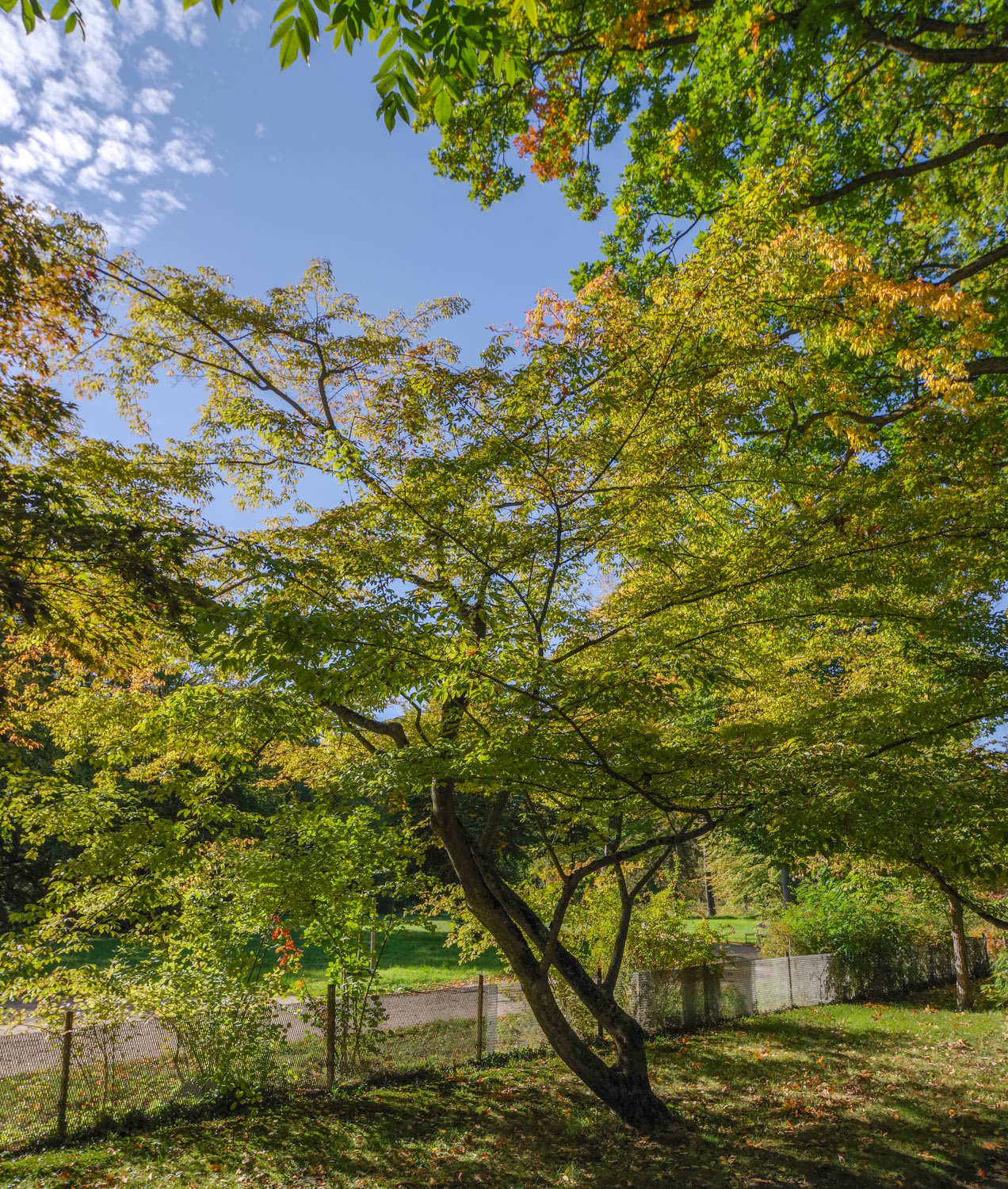Acer cissifolium - Potsdam - Okt. 2022