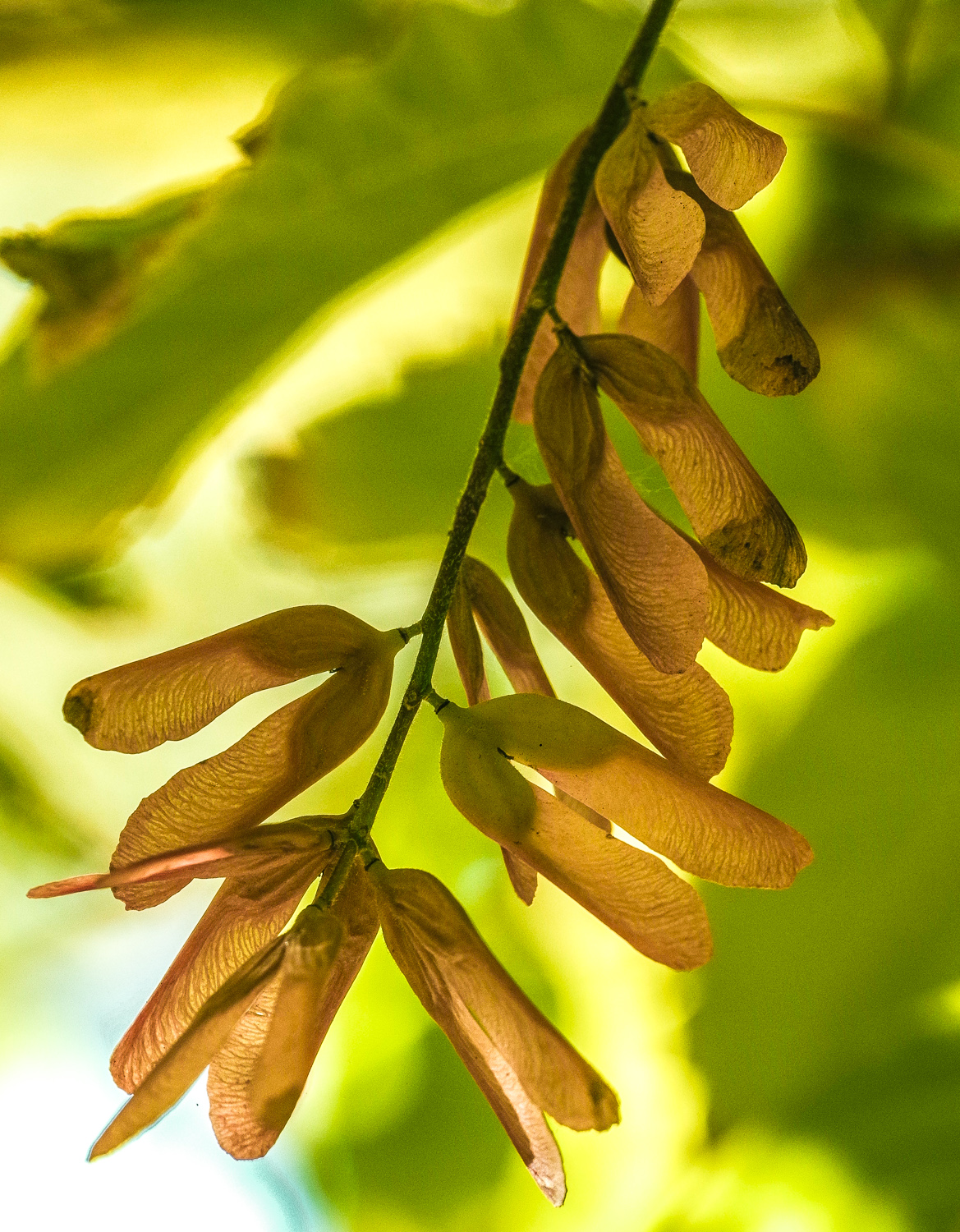 Acer cissifolium - Potsdam - Okt. 2022
