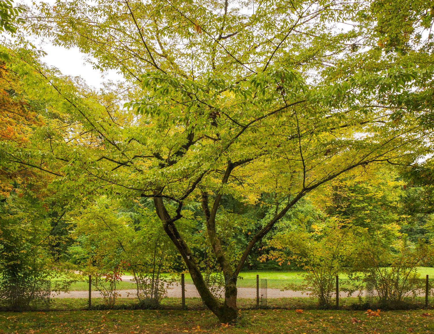 Acer cissifolium - Potsdam - Okt. 2025
