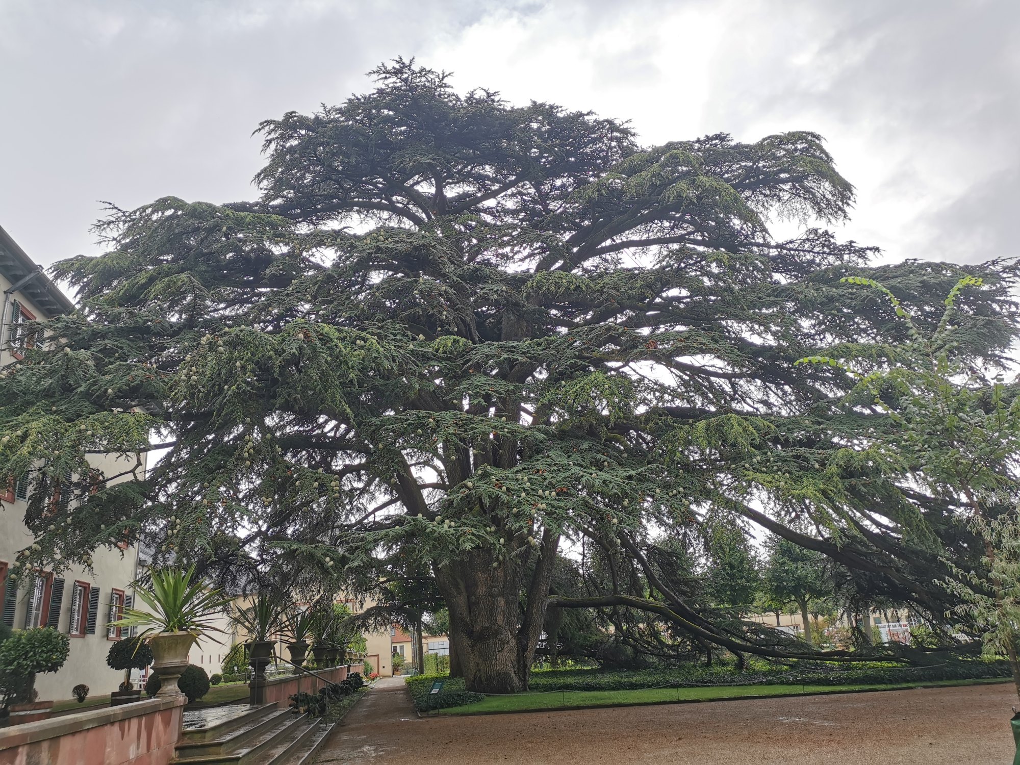 Cedrus libani - Bad Homburg - Sept. 2024