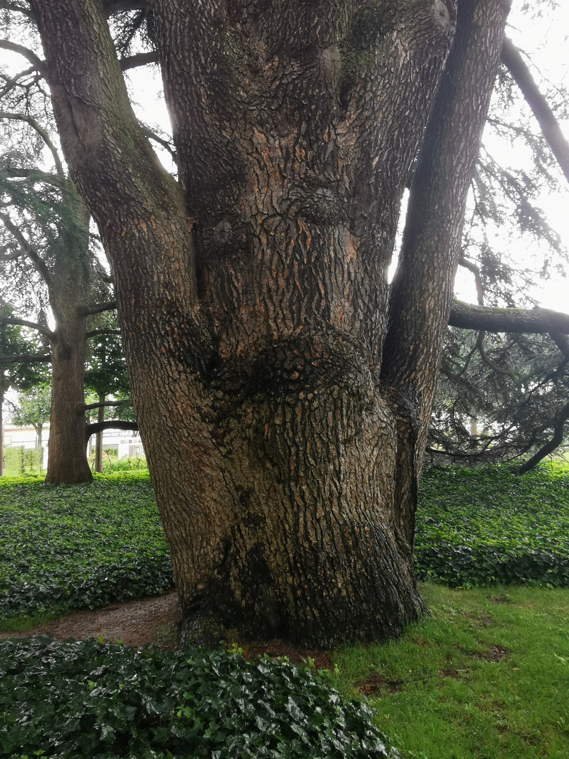 Cedrus libani - Bad Homburg - Sept. 2024