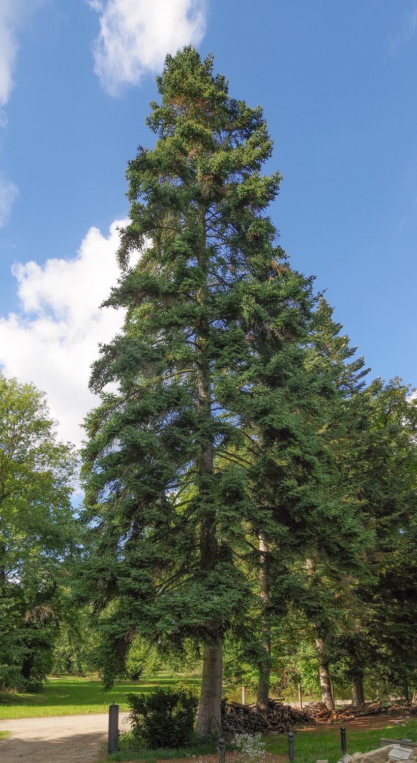Abies nebrodensis - Bot. Garten Potsdam - Okt. 2025