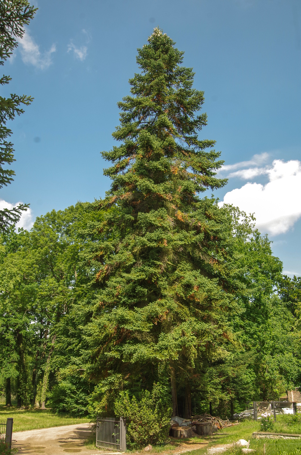 Abies nebrodensis - Bot. Garten Potsdam - Okt. 2025