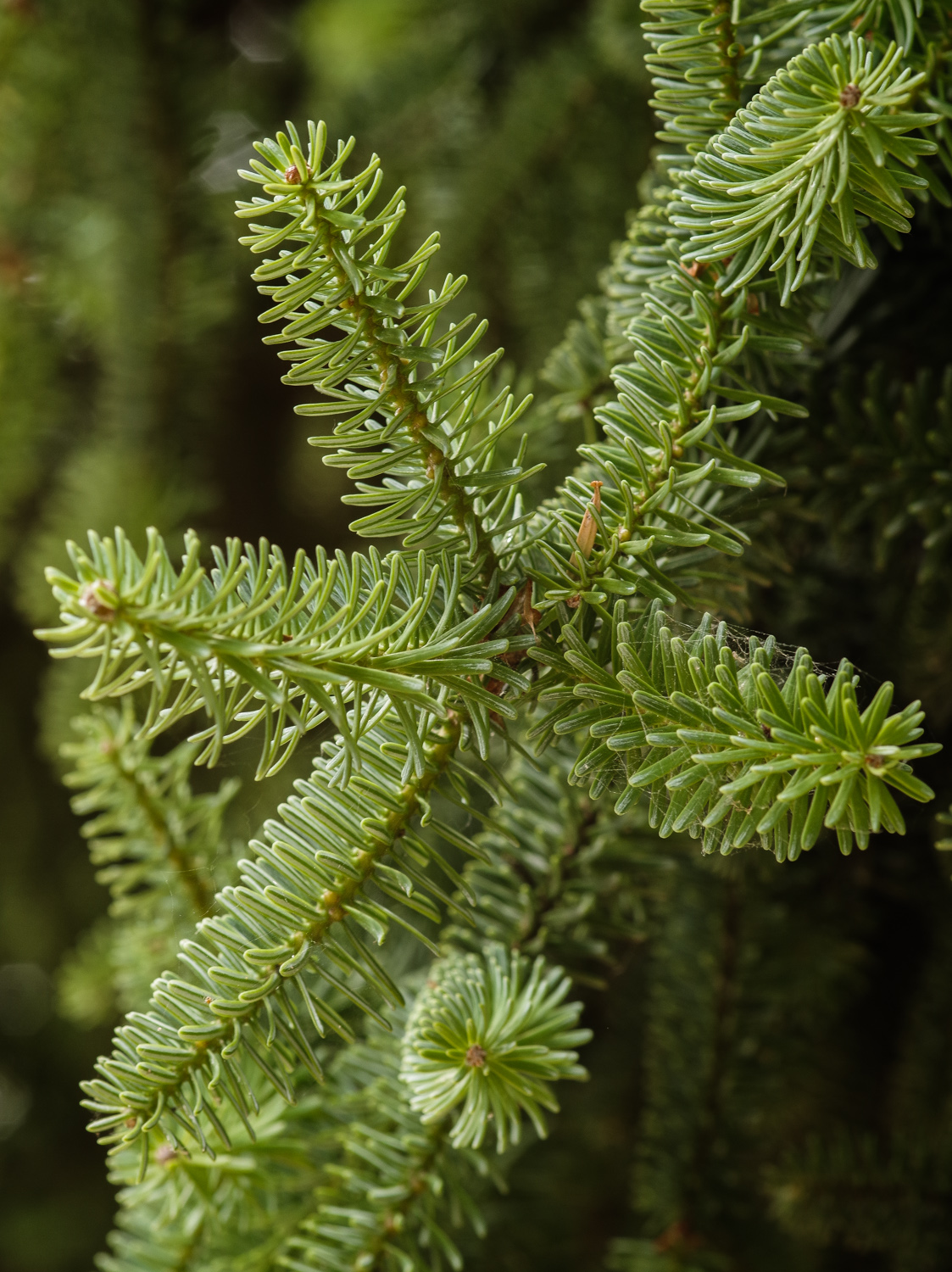 Abies nebrodensis - Bot. Garten Potsdam - Okt. 2025