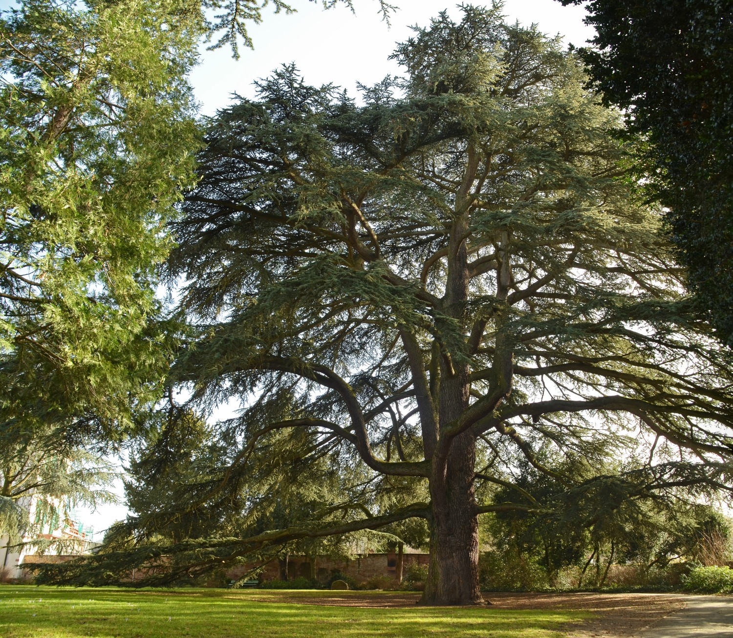 Cedrus libani