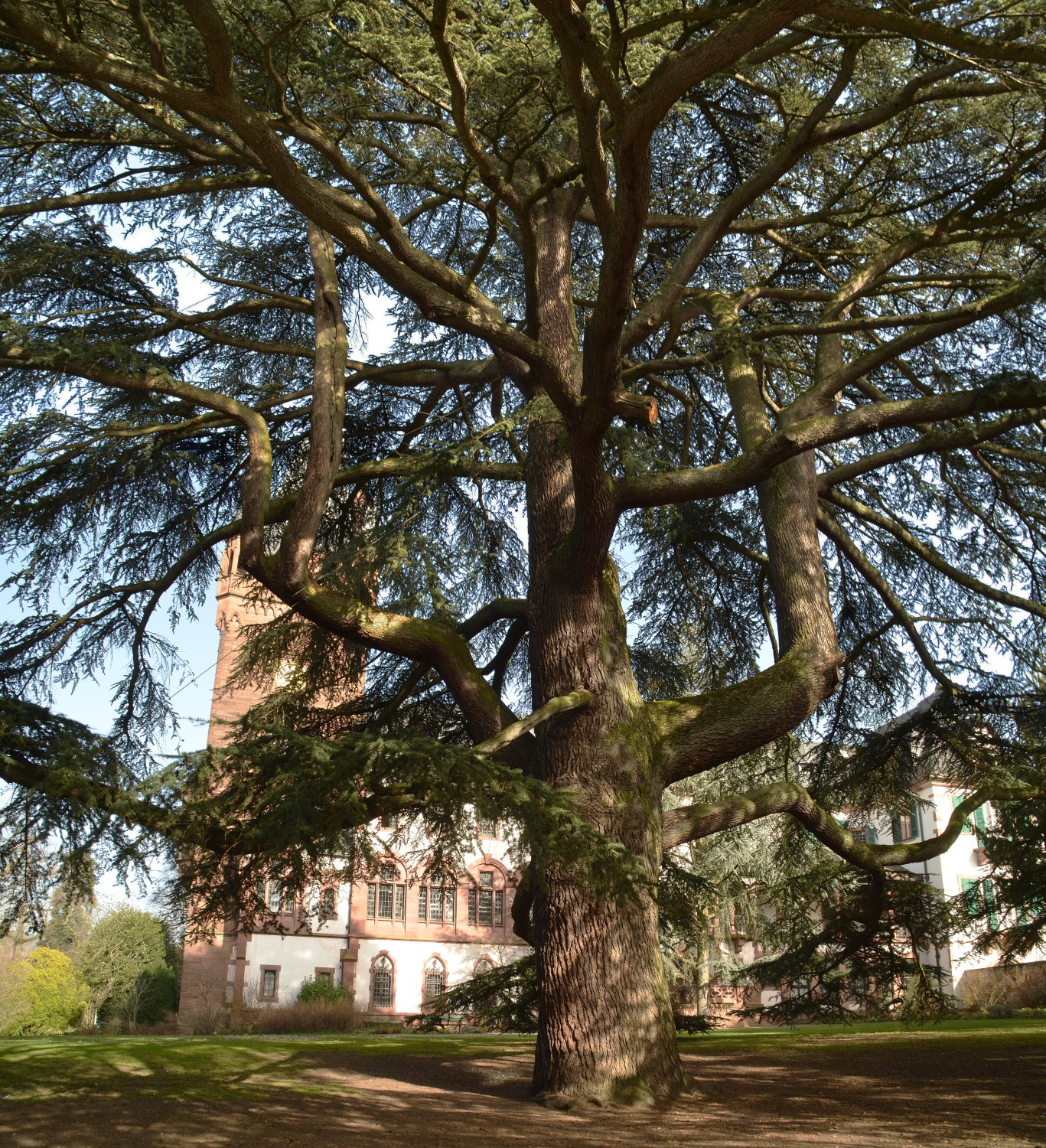 Cedrus libani - Weinheim - Februar 2021