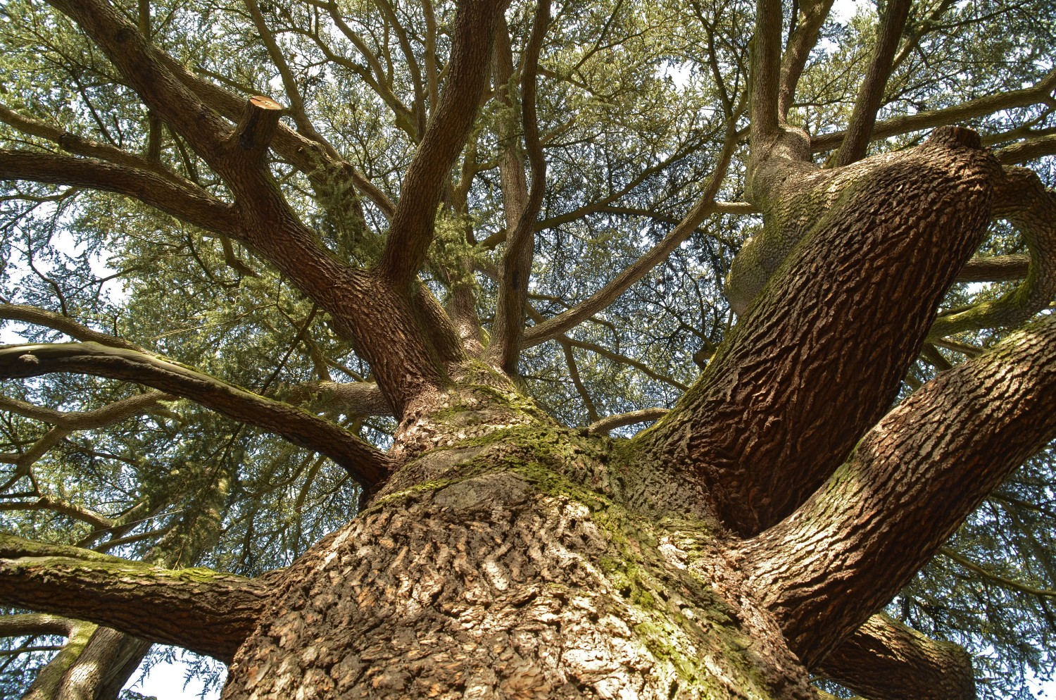 Cedrus libani - Weinheim - Februar 2021