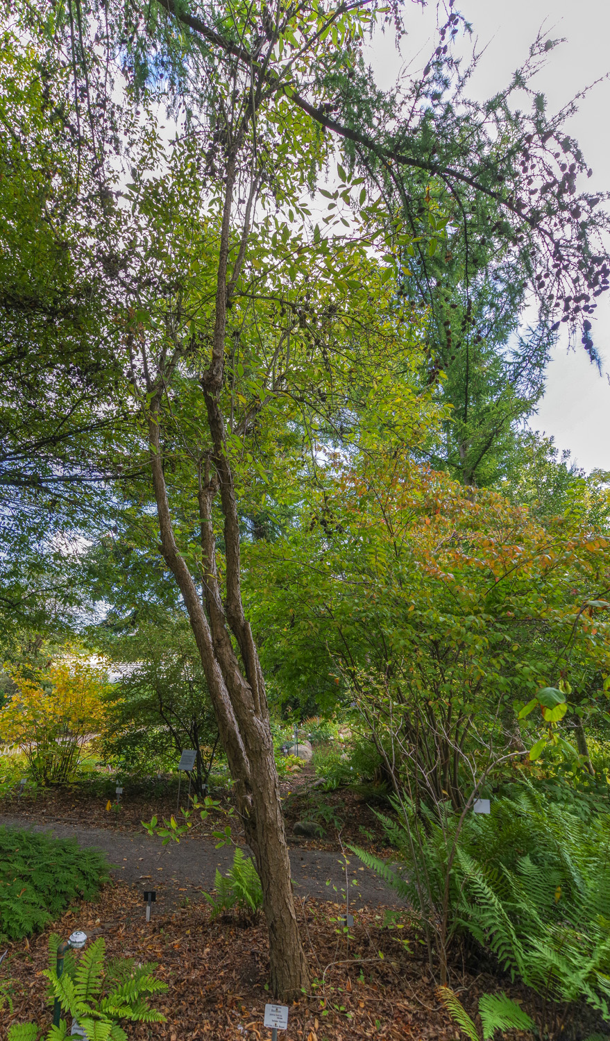 Hydrangea heteromalla - Bot. Garten Potsdam - Okt. 2025