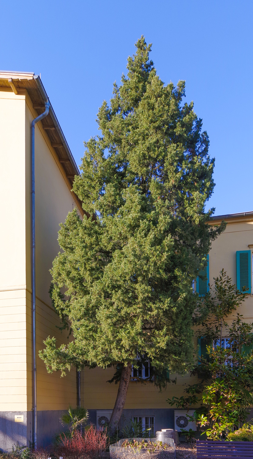 Juniperus chinensis 'Keteleeri' - Potsdam - März 2025