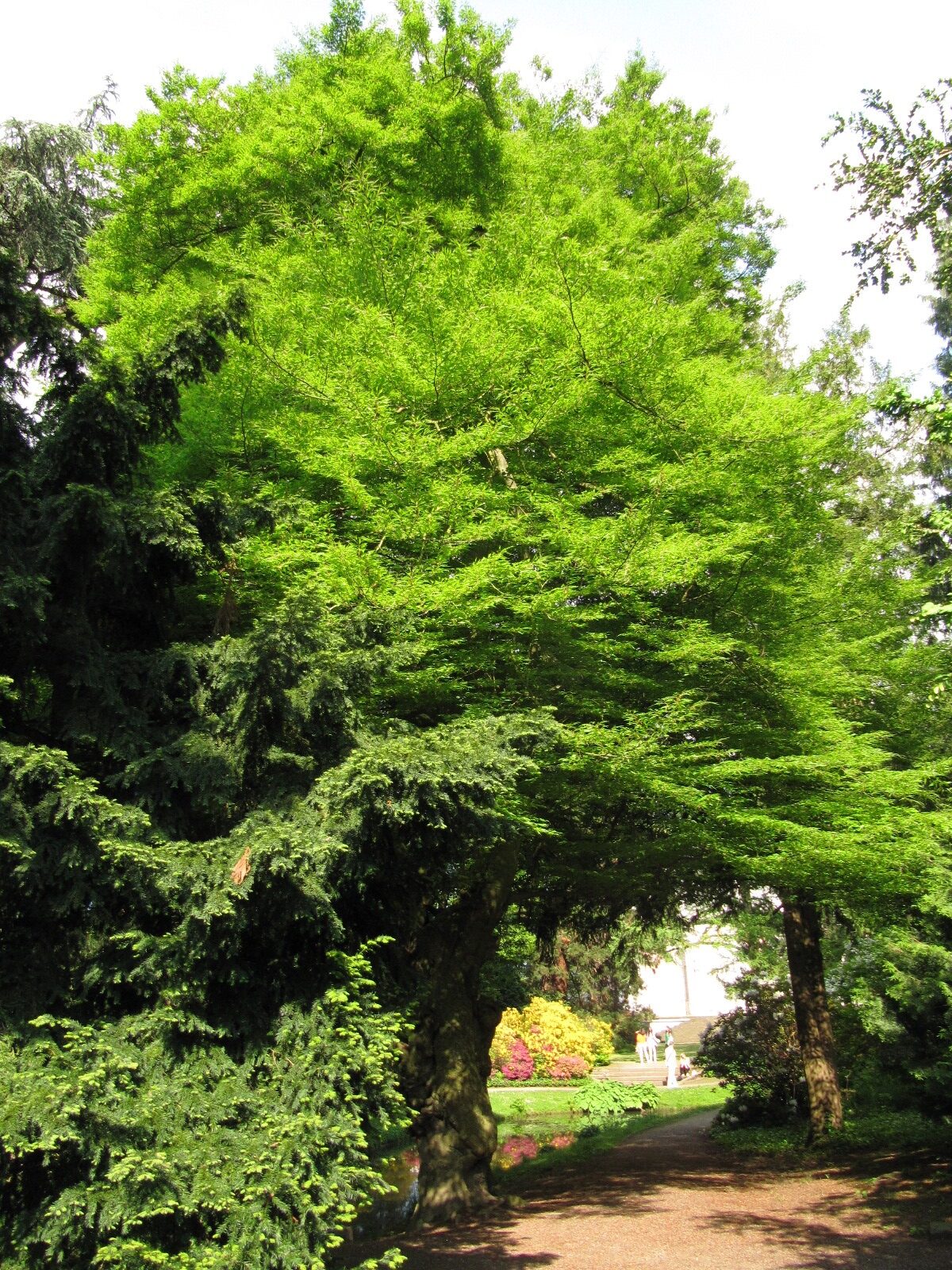 'Laciniata' Fagus sylvatica