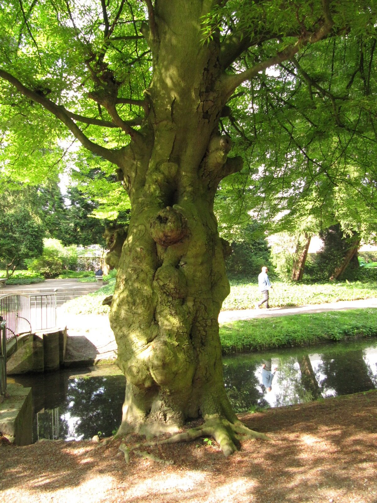 Fagus sylvatica 'Laciniata' - Düsseldorf-Benrath - Mai 2023