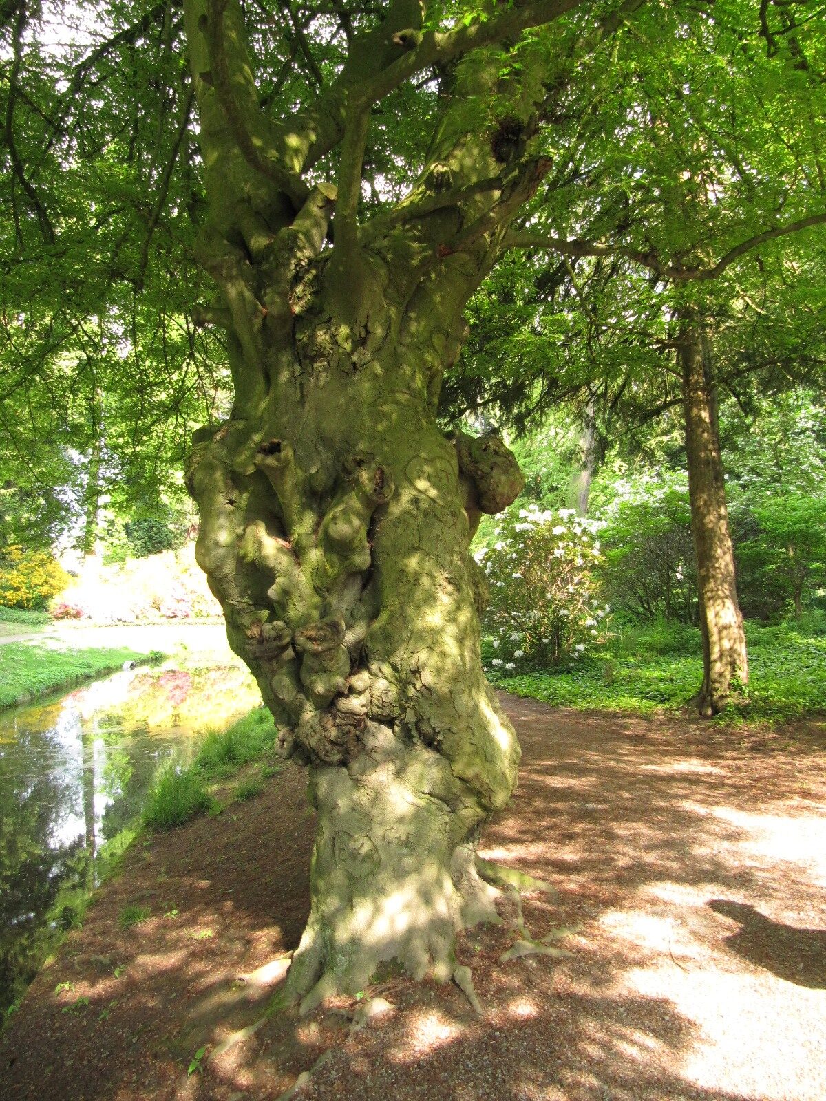 Fagus sylvatica 'Laciniata' - Düsseldorf-Benrath - Mai 2023