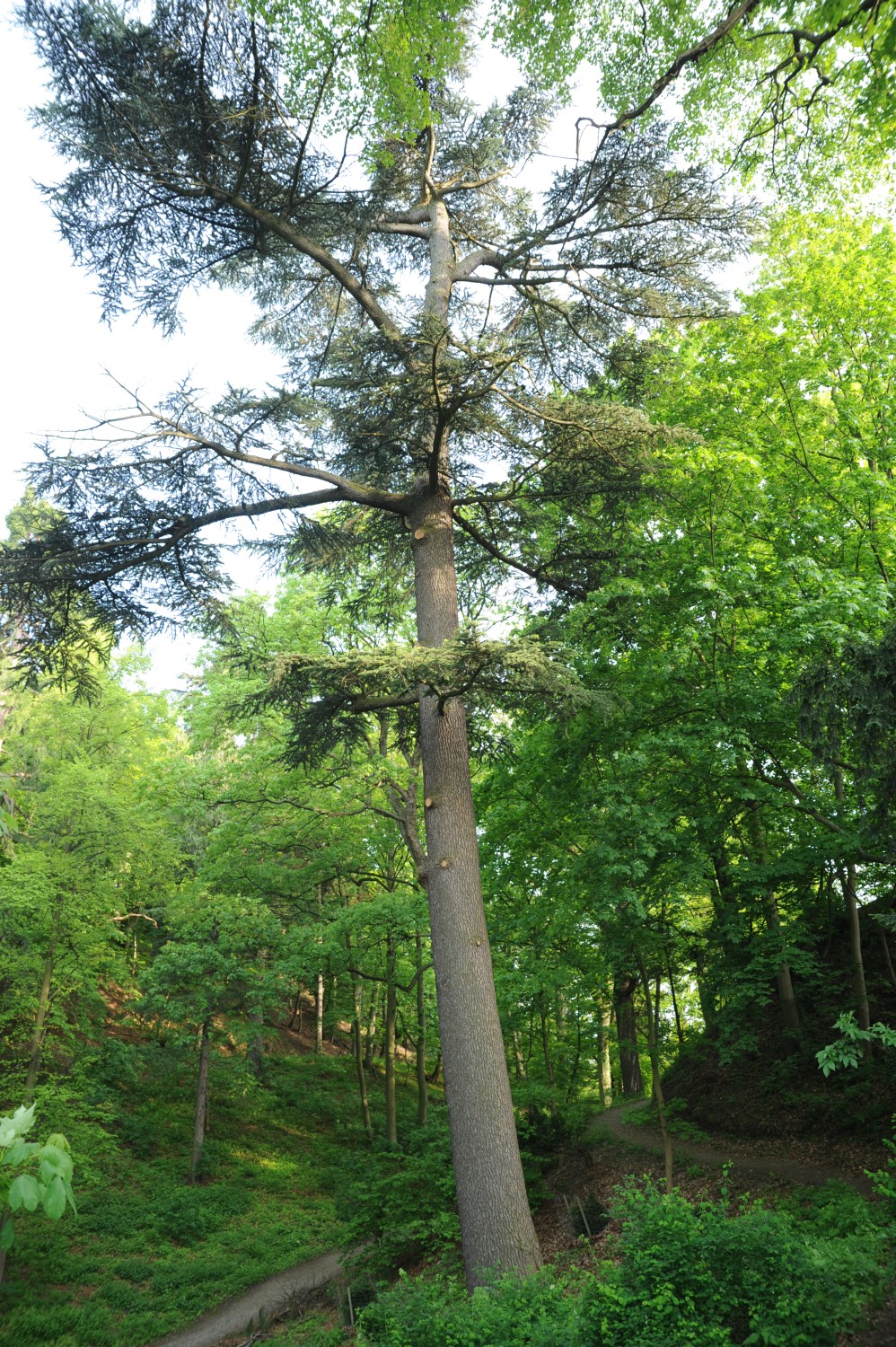 Cedrus libani