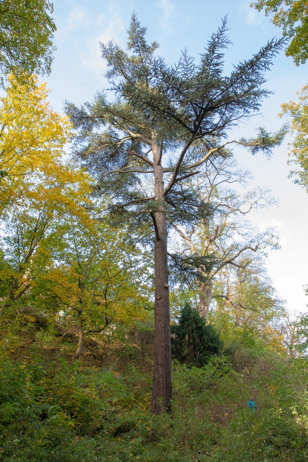 Cedrus libani - Wernigerode - 2021
