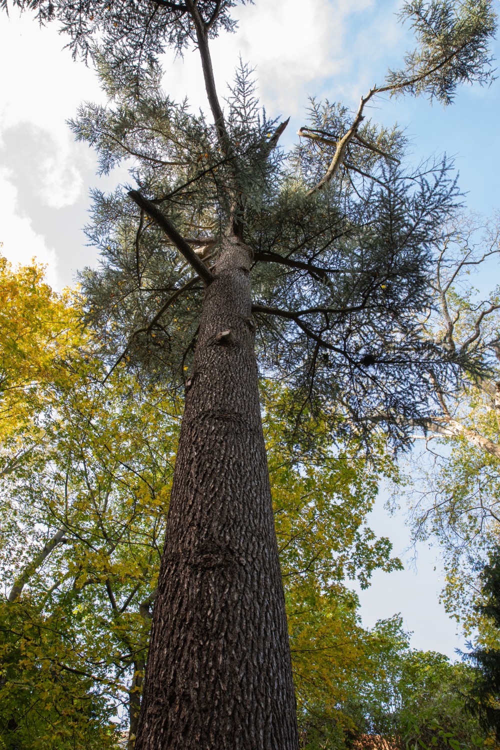 Cedrus libani - Wernigerode - 2021