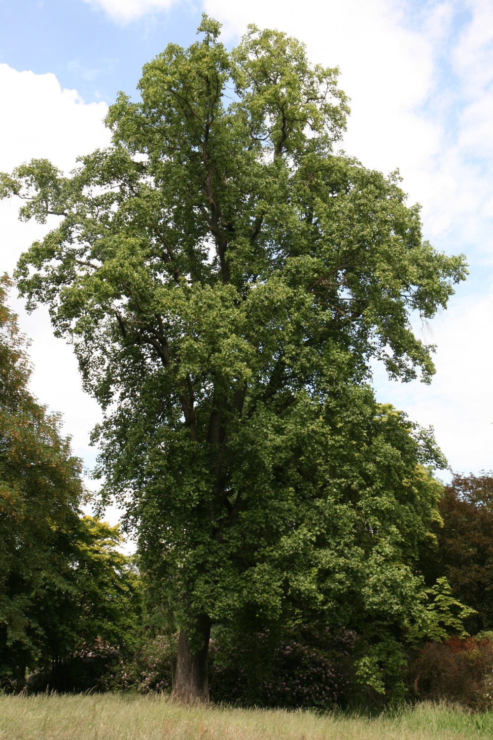 Liriodendron tulipifera