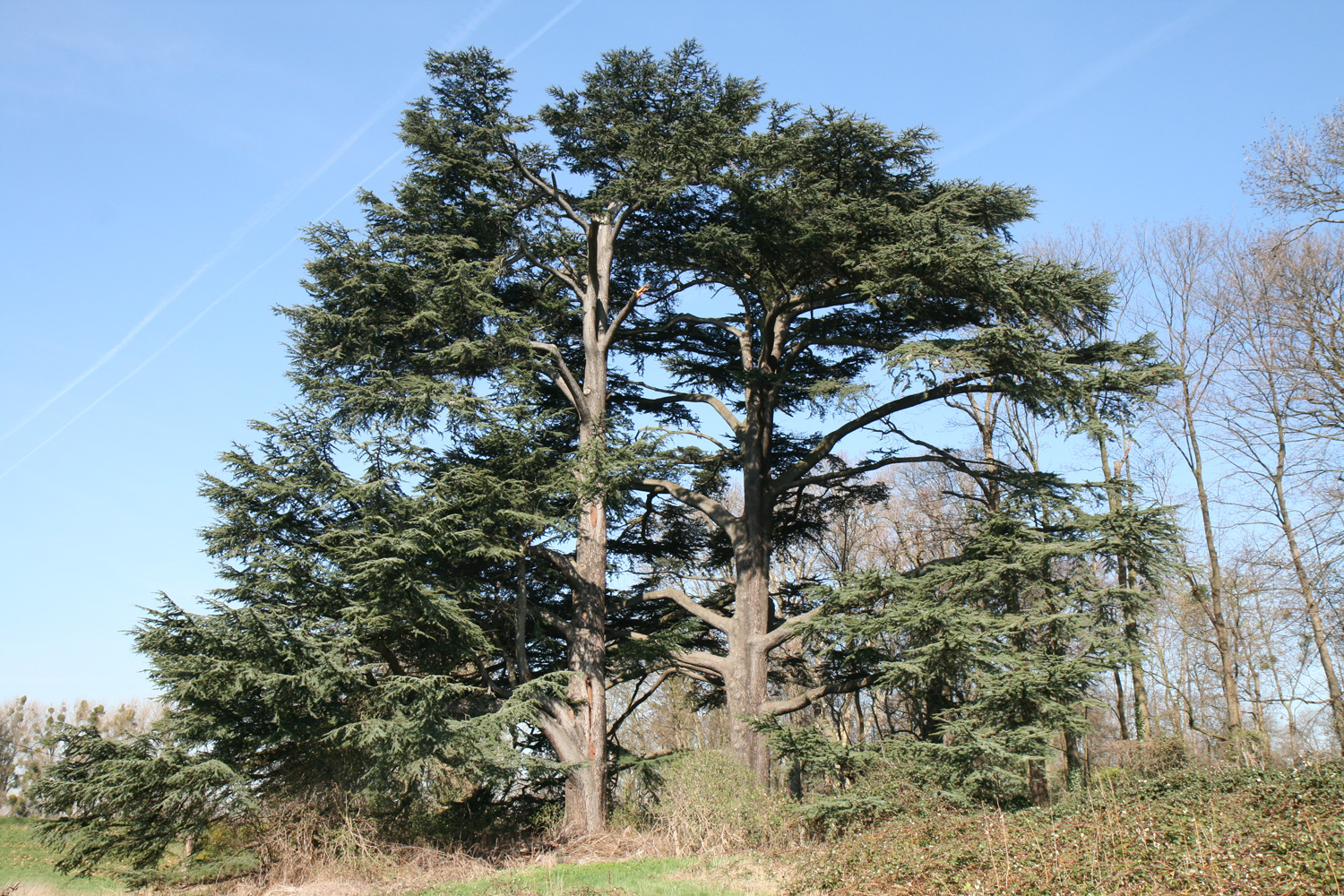Cedrus libani - Düsseldorf-Himmelgeist - März 2019