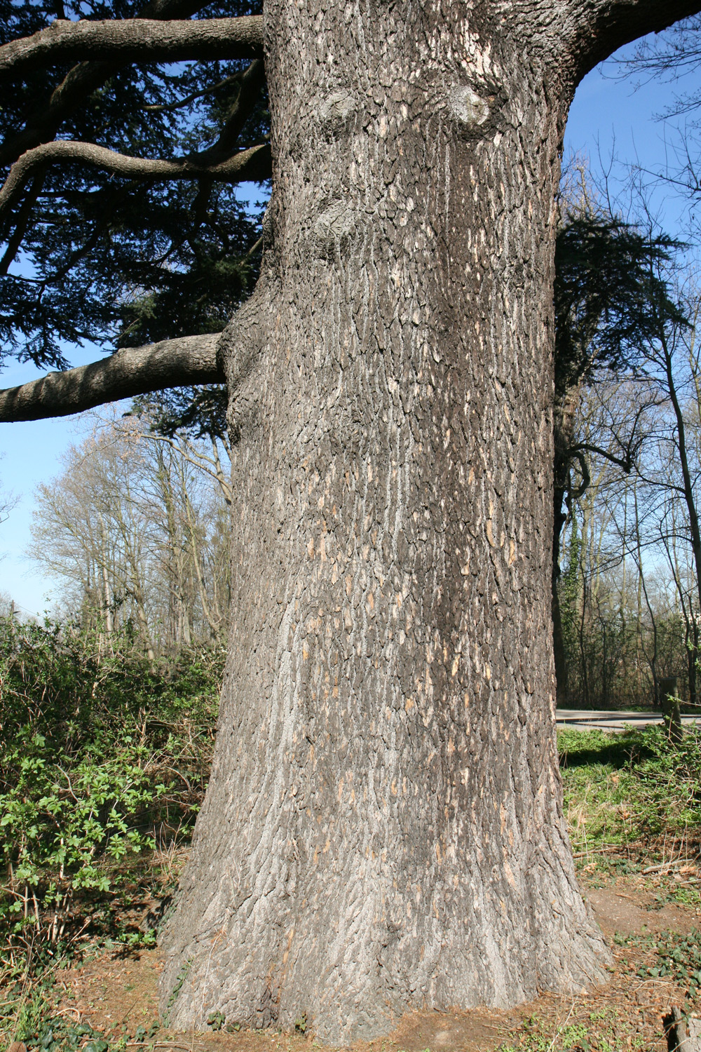 Cedrus libani - Düsseldorf-Himmelgeist - März 2019