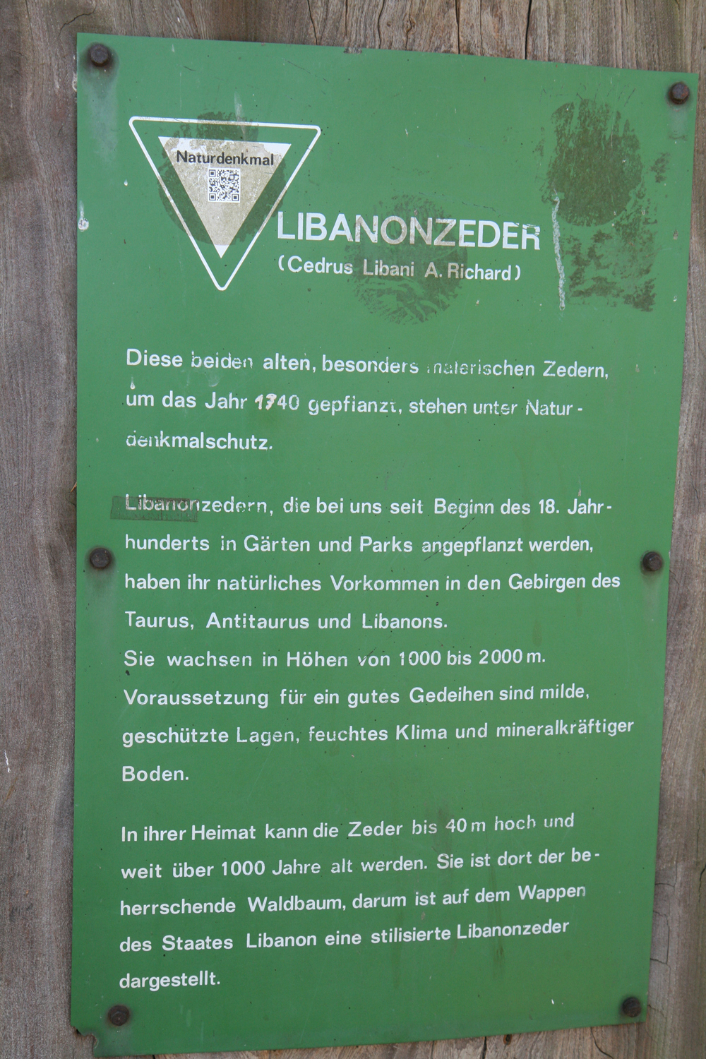 Cedrus libani - Düsseldorf-Himmelgeist - März 2019