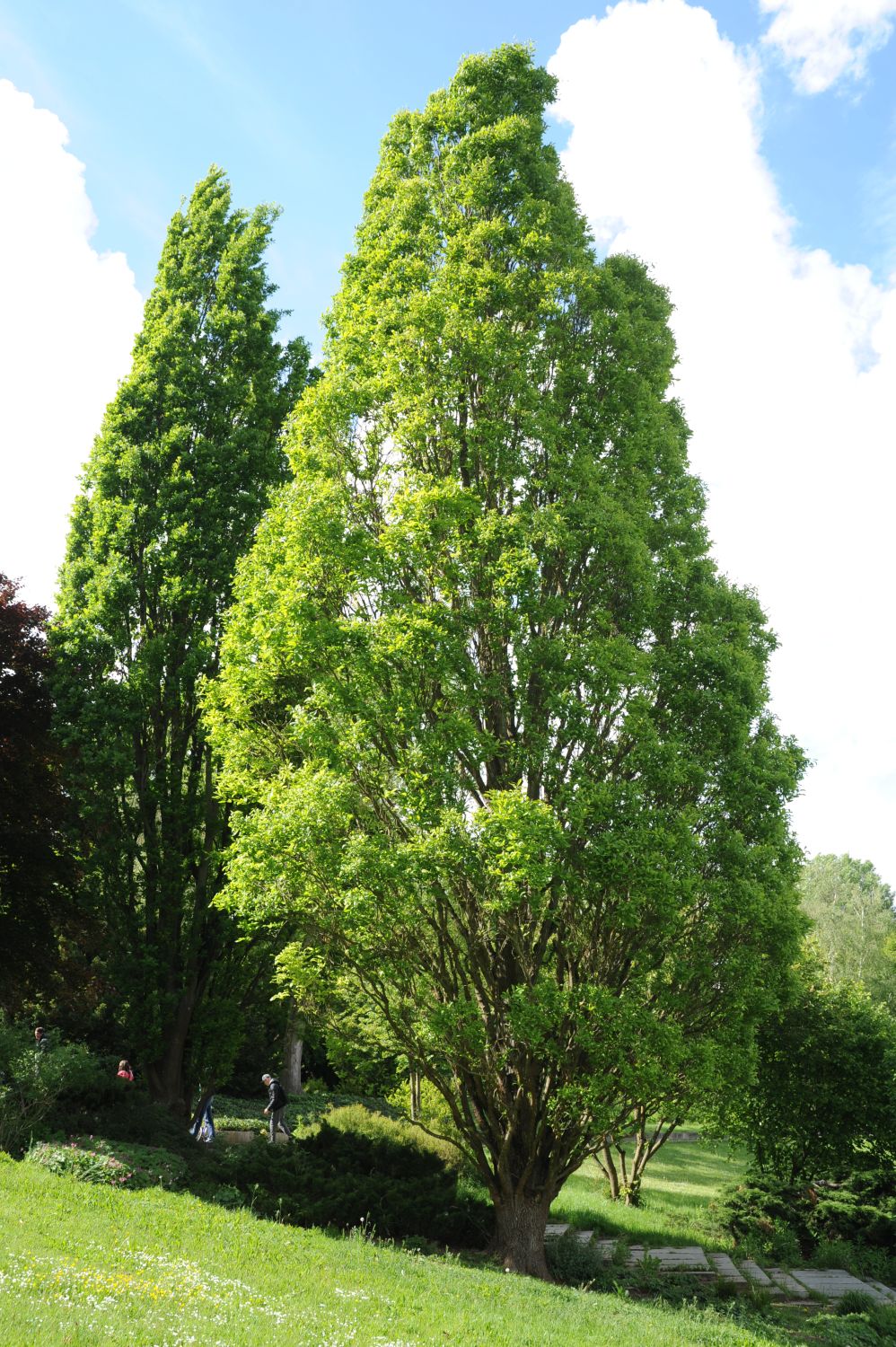 Quercus × rosacea 'Columna' - Nürnberg, Luitpoldhain - 2014