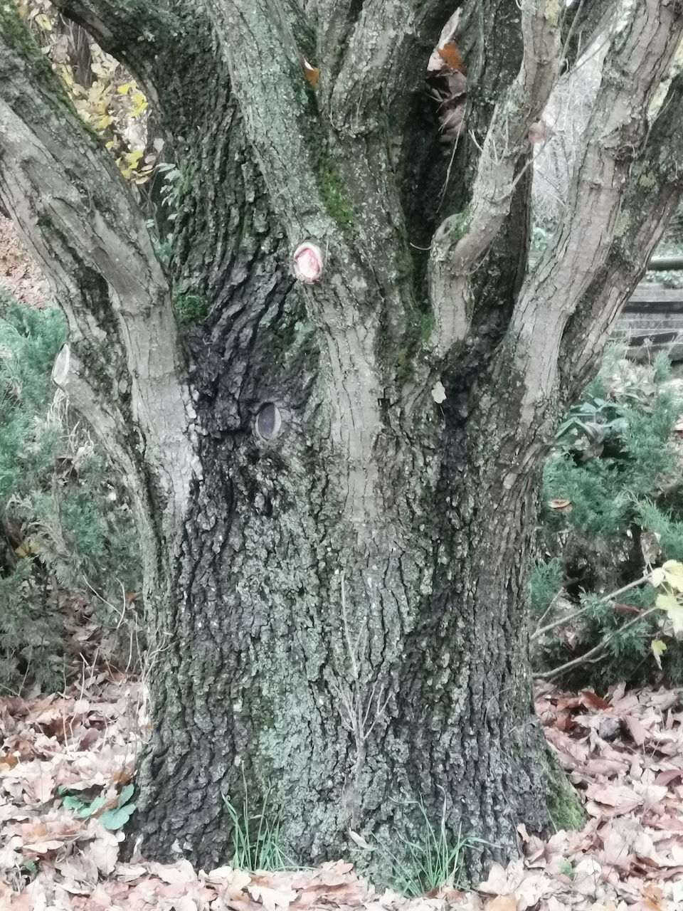 Quercus × rosacea 'Columna' - Nürnberg, Luitpoldhain - 2024