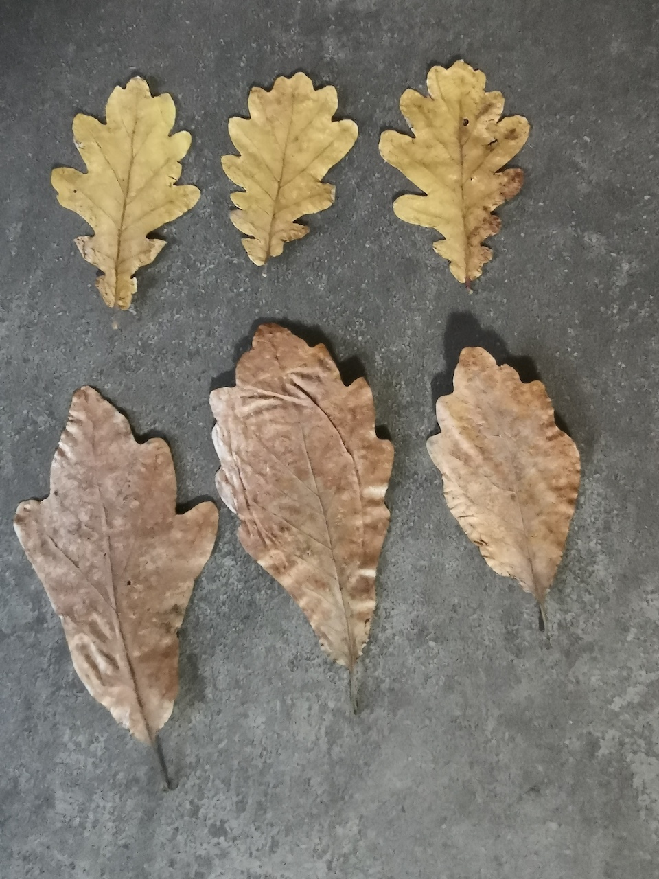 Oben: Quercus robur 'Fastigiata', unten: Quercus × rosacea 'Columna' - Nürnberg, Luitpoldhain - 2024