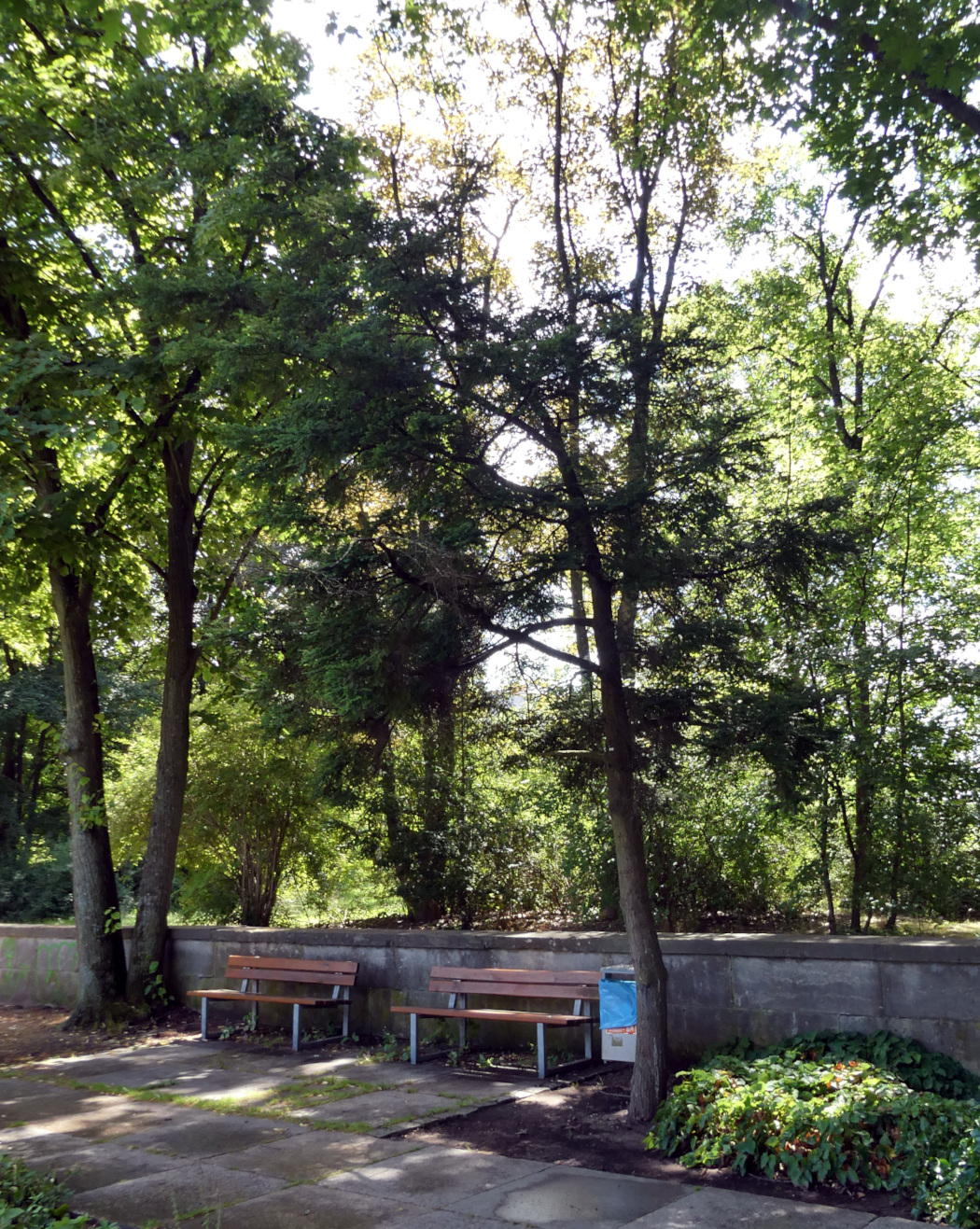 diversifolia Tsuga