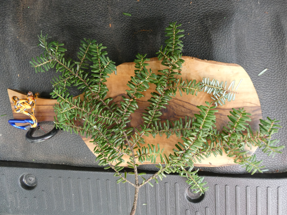 Tsuga diversifolia - Nürnberg - Juni 2024