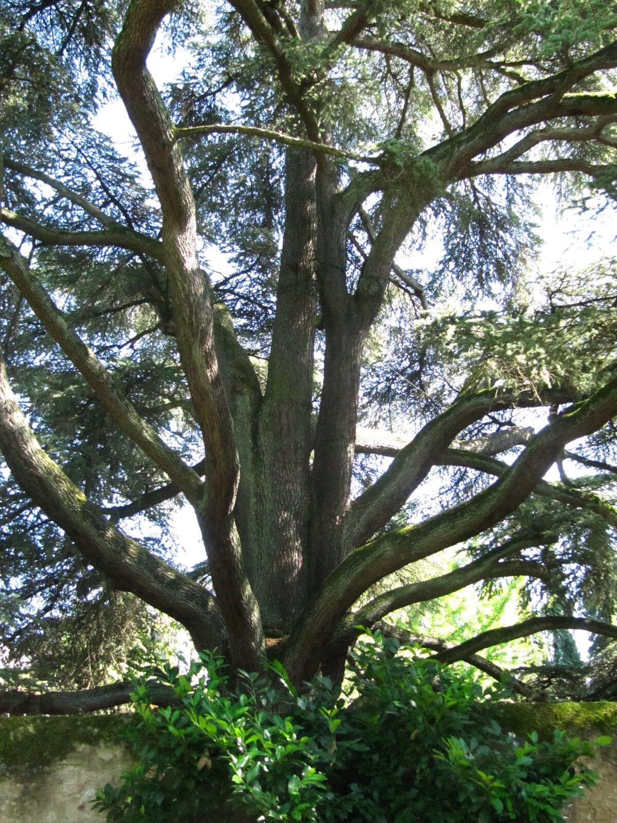 Cedrus libani - Trier, Josefsstift - August 2024